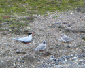 Zrctic Tern with 3 young